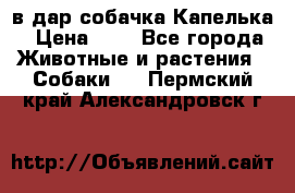 в дар собачка Капелька › Цена ­ 1 - Все города Животные и растения » Собаки   . Пермский край,Александровск г.